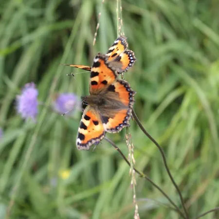 Moderne Im Skandinavischen Stil Am Waldrand Apartment