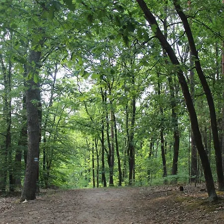 Apartment Moderne Im Skandinavischen Stil Am Waldrand