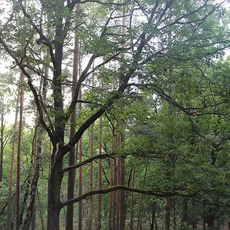 Apartment Moderne Im Skandinavischen Stil Am Waldrand