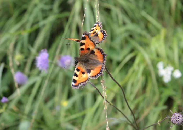 Moderne Im Skandinavischen Stil Am Waldrand Lägenhet