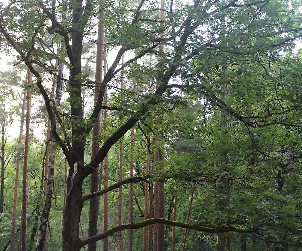 Lägenhet Moderne Im Skandinavischen Stil Am Waldrand